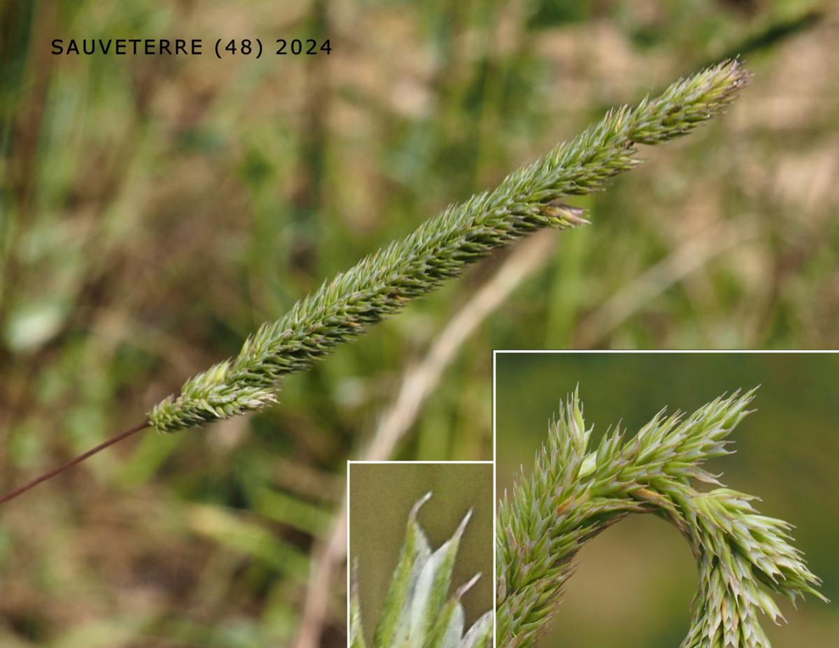 Cat's-Tail, Purple-stem flower